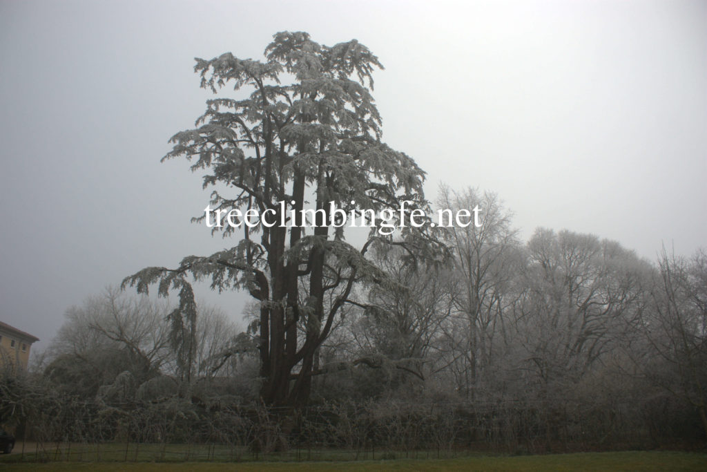 Tree Climbing Ferrara – Arboricoltura Perelli: dimostrazione tree climbing sul Cedrus Deodara