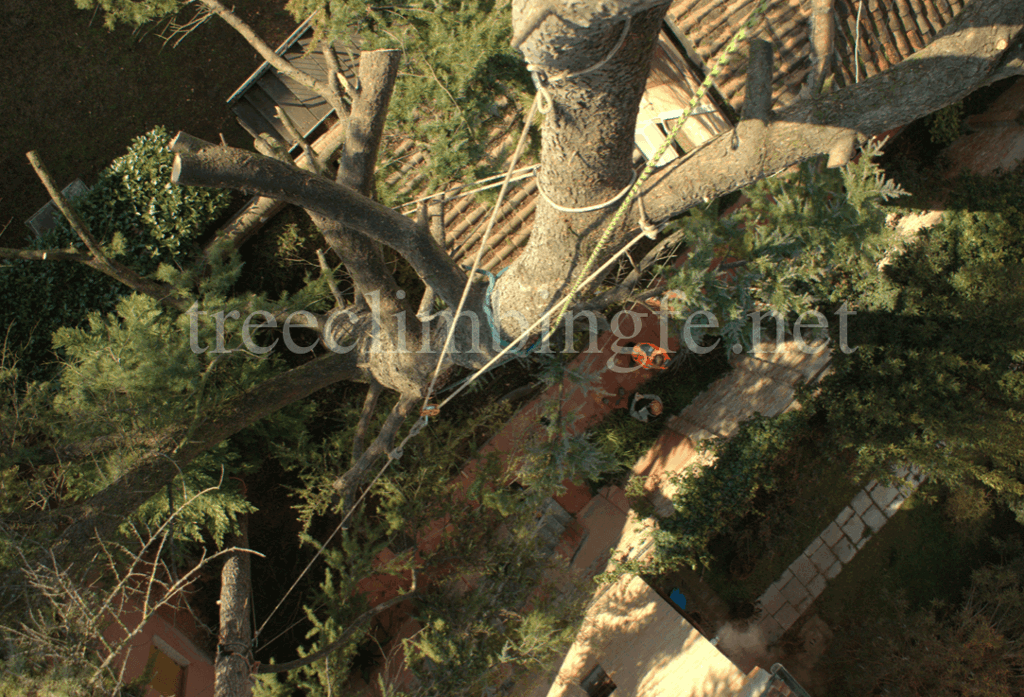 Tree Climbing Ferrara – Arboricoltura Perelli: abbattimenti controllati