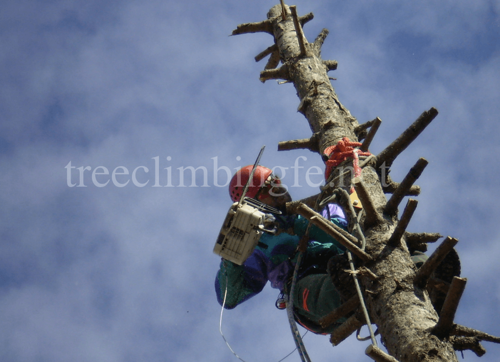 Tree Climbing Ferrara – Arboricoltura Perelli: abbattimenti controllati
