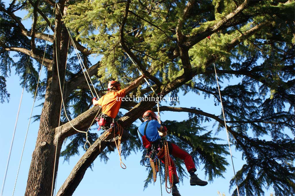 Tree Climbing Ferrara - Arboricoltura Perelli: (DPI) dispositivi di protezione individuale