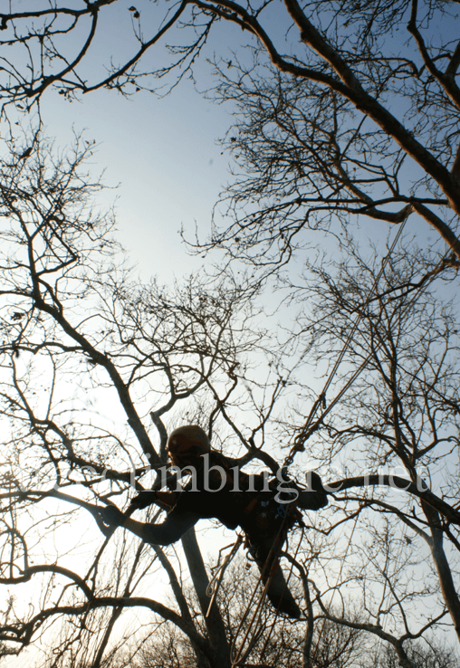 Tree Climbing Ferrara – Arboricoltura Perelli: potatura