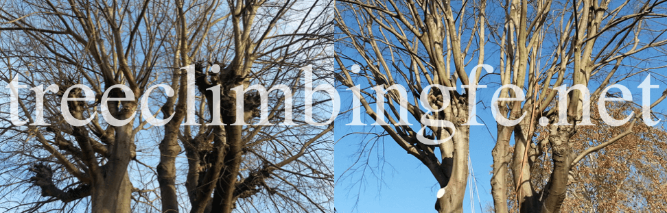 Tree Climbing Ferrara – Arboricoltura Perelli: potatura