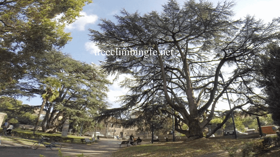 Tree Climbing Ferrara - Arboricoltura Perelli: servizio di potatura alberi alto fusto