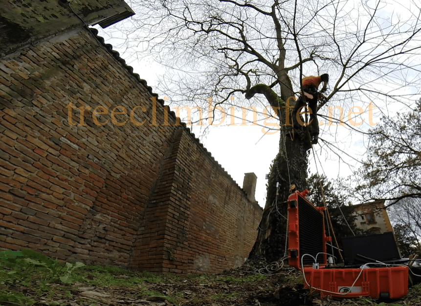 Tree Climbing Ferrara - Arboricoltura Perelli: valutazione di stabilità