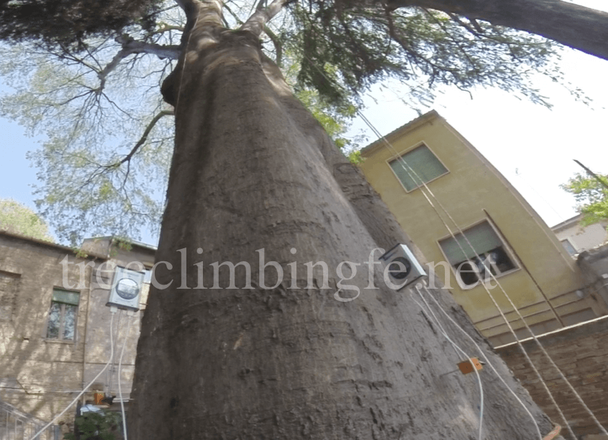 Tree Climbing Ferrara - Arboricoltura Perelli: valutazione di stabilità